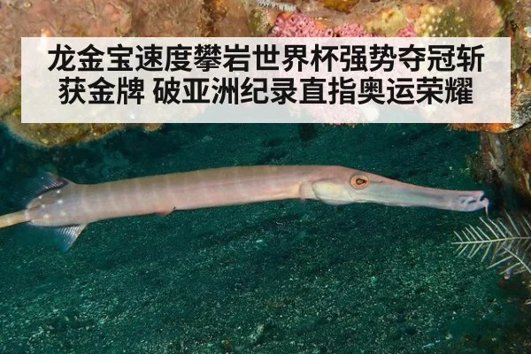 龙金宝速度攀岩世界杯强势夺冠斩获金牌 破亚洲纪录直指奥运荣耀